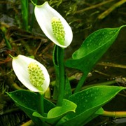 Белокрыльник, 35 видов водных растений фотография