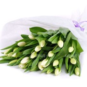 Букет белых тюльпанов, 25 шт. фото