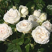 Роза чайно-гибридная Мадам Энизетт/ ц кор