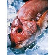 Замораживание и хранение рыбы фото