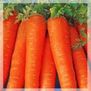 Морковь крупная фото