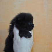 Котята Мейн-кун фотография