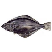 Палтус свежемороженый торговая марка Царь-рыба