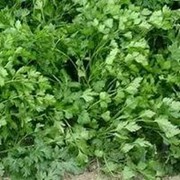 Петрушка Риалто листовая гладкая 50 г семян
