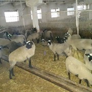 Племенные ярочки и овцематки романовской породы овец фото