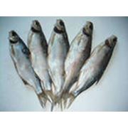 Чехонь лещ фото