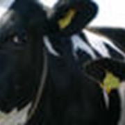 Премикс для дойных коров в зимний период и нетелей фото