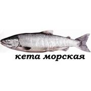 Кета фото