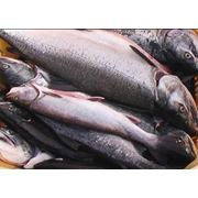Рыба морская Кижуч купить цена Владивосток