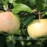 Саженцы яблонь Февральское (бирка №29) фотография