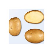 Картофель столовый раннеспелый, сорт Гала фото