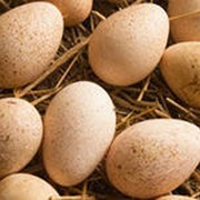 Яйца инкубационные (Индейка широкогрудая) фото