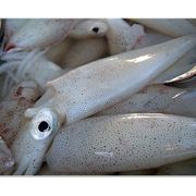 Кальмары Кальмары мороженные морепродукты фотография