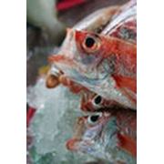 Рыба и морепродукты мороженые фотография