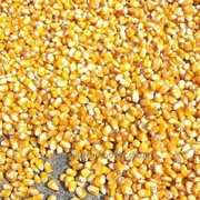 Семена кукурузы в Украине