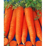 Семена Морковки сорта Шантене от производителя. Исходный материал Киевская обл.Сквира фото