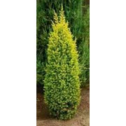 Можжевельник обыкновенный Juniperus communis Goldschatz 20-60 C2