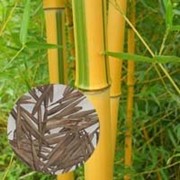 Семена Бамбука морозостойкого Phyllostachys aureosulcata Spectabilis (25 шт)