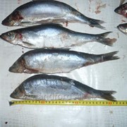 Рыба Сельдь, 300+Пиленга-2 фото