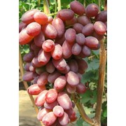 Саженцы винограда Андрюша фотография