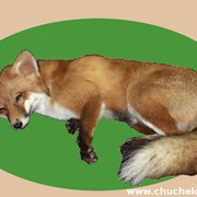 Чучело спящей лисы