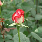 SOLARIG BC AF 150 покрытие для парников и теплиц, созданное специально для выращивания Двухцветных Роз фотография