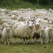 Овцы фотография