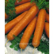 Морковь Фэнси (Дания) фото