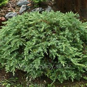 Можжевельник горизонтальный Juniperus horizontalis Pancake 20-25cm,ko 2,0 l фотография