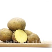 Семенной картофель Леди Клер 2РС фотография