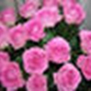 Кусты розы фото