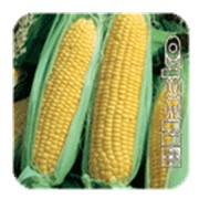 Семена кукурузы, продажа оптом фотография
