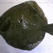 Камбала фото