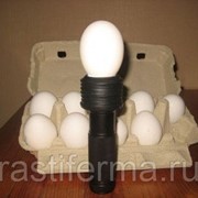 Овоскоп “Универсал“ - для перепелиных, куриных и гусиных яиц фото