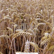 Пшеница от производителя, продажа оптом.