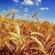 Пшеница яровая, озимая.Зерновые, бобовые и крупяные культуры фотография