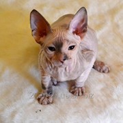 Котенок-девочка донского сфинкса фото