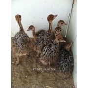 Страусиные яйца и птенцы страуса двухнедельные фото