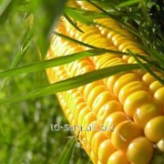 Семена кукурузы Турия ФАО 440 MAIS фотография
