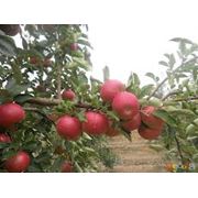 Яблоки Малиновый Айдоред фото
