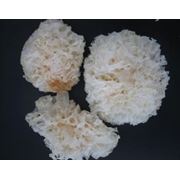 Грибы белые сухие кораллы
