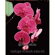 Картина по номерам цифрам ОРХИДЕЯ фото