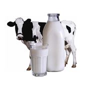 Коровье молоко фото