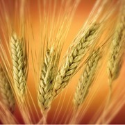 Зерно пшеницы мягких и твёрдых сортов 1-3 классов, Зерно, зерновые фото