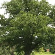 Дуб Quercus Palustris 15-20