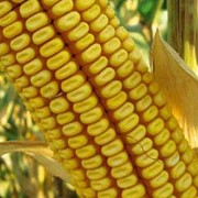 Семена кукурузы ДКС 3795 (DKC 3795) фотография
