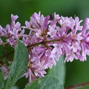 Сирень Syringa Vulgaris 40-60 2sh