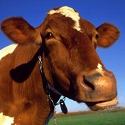 Корова на молоко фото