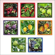 Прихватка Ягоды-фрукты 8 дизайнов, код: 22.205 фото