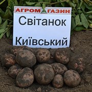 Картофель среднеспелый Свитанок киевский